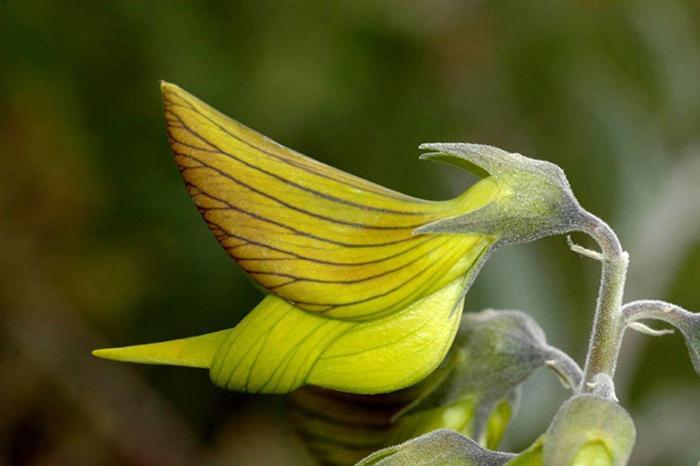 Colibri Loc - Insolite - 3 Etoiles - Parc - Etang - Familles - Soiree Ok Brigne 外观 照片